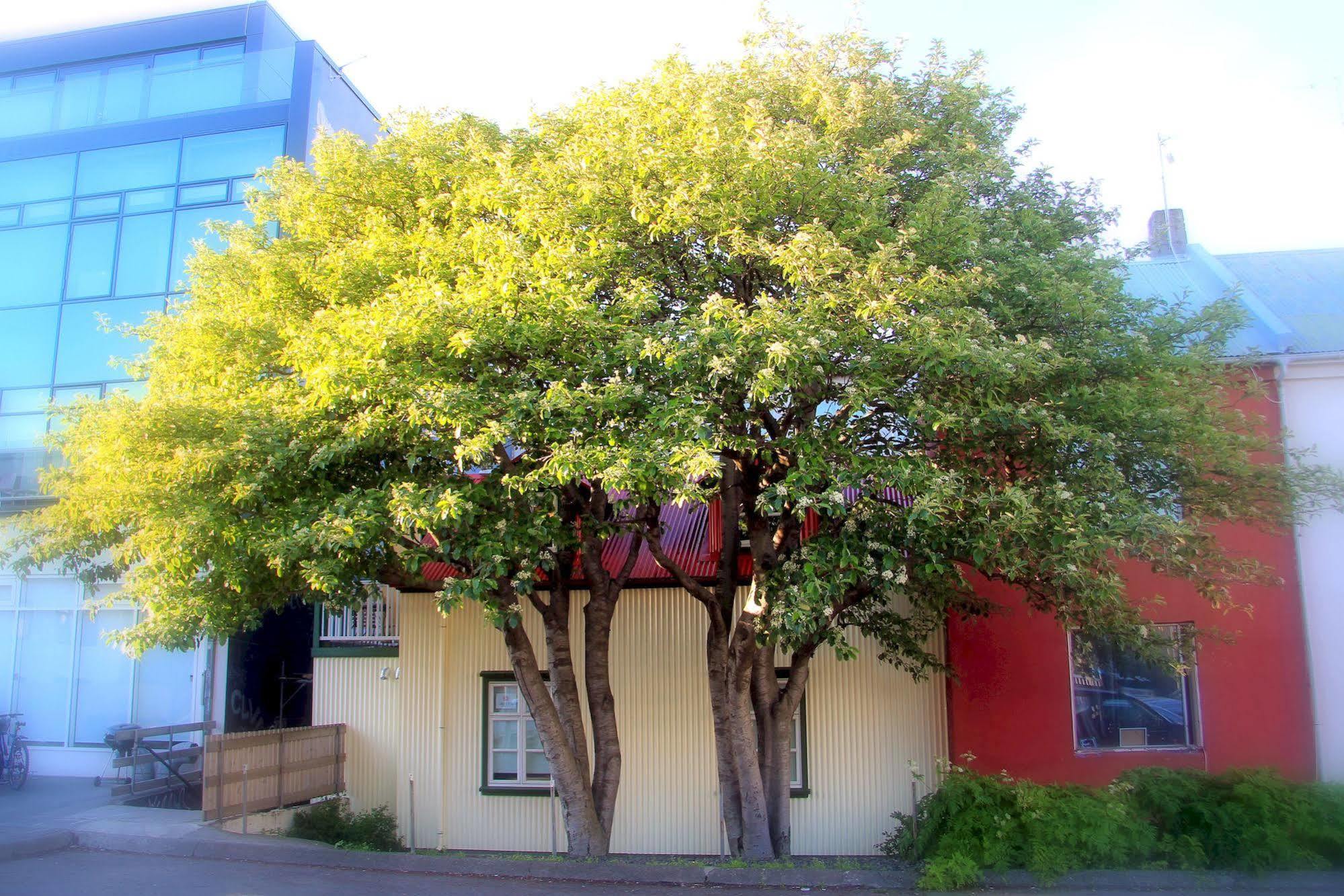 Grettir Guesthouse เรคยาวิก ภายนอก รูปภาพ